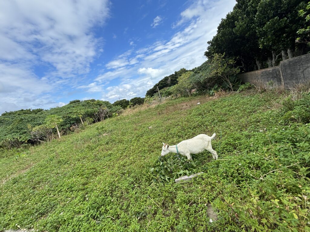 小浜島