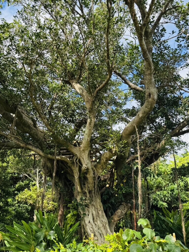 ニーバンガズイマール